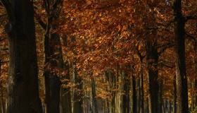 Вход в Дворцовый парк Гатчины стал свободным с сегодняшнего дня.