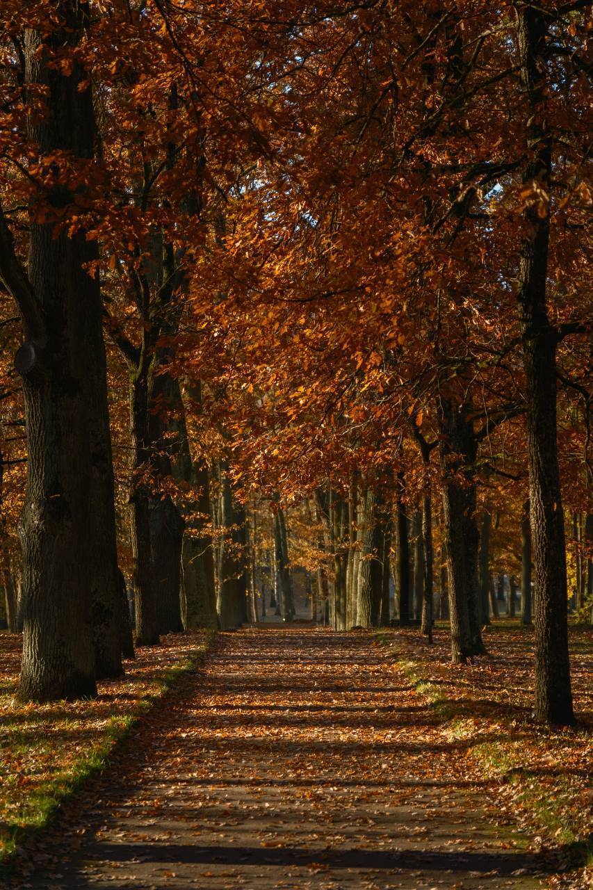 Вход в Дворцовый парк Гатчины стал свободным с сегодняшнего дня.