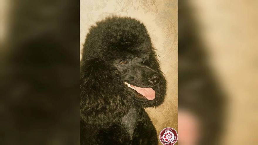 Петербургский пудель Фаня стала рекордсменом России по возрасту среди своей породы