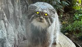 Манул Шу успешно набирает вес в Ленинградском зоопарке. 