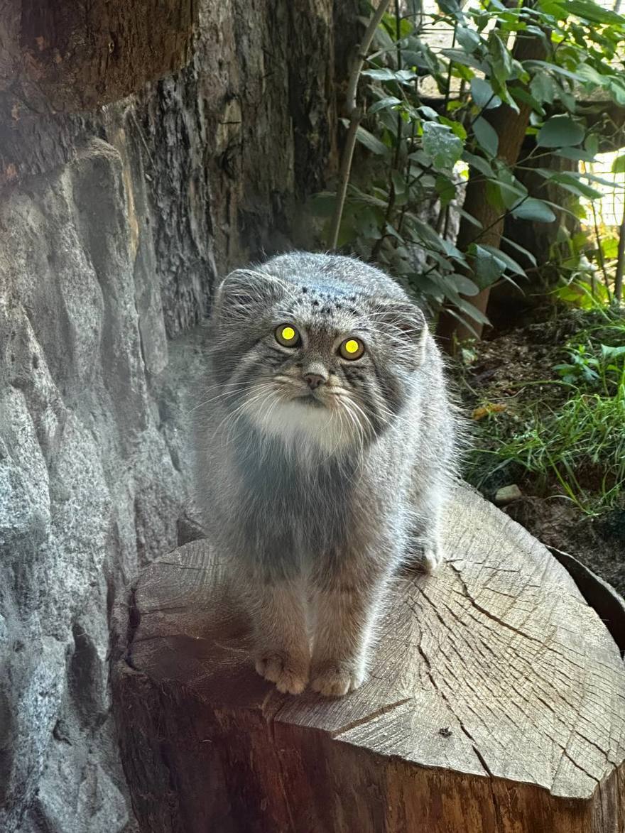 Манул Шу успешно набирает вес в Ленинградском зоопарке. 