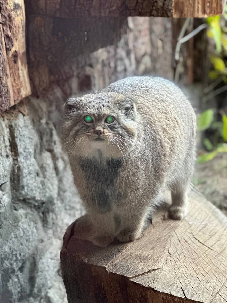 Манул Шу успешно набирает вес в Ленинградском зоопарке. 