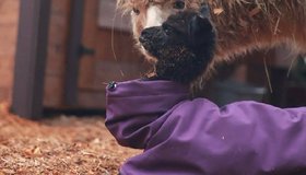 Малышка альпака родилась в Охта Парке