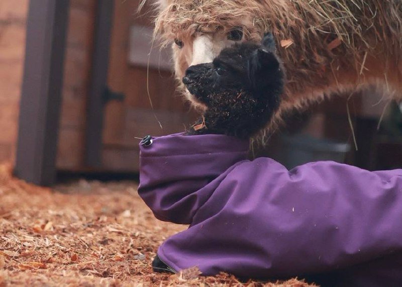 Малышка альпака родилась в Охта Парке