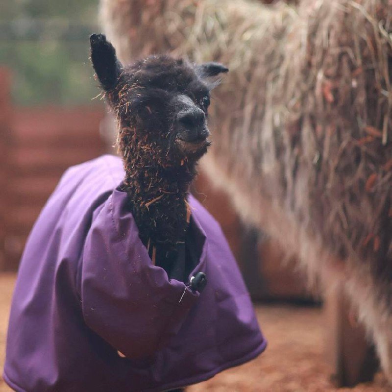 Малышка альпака родилась в Охта Парке