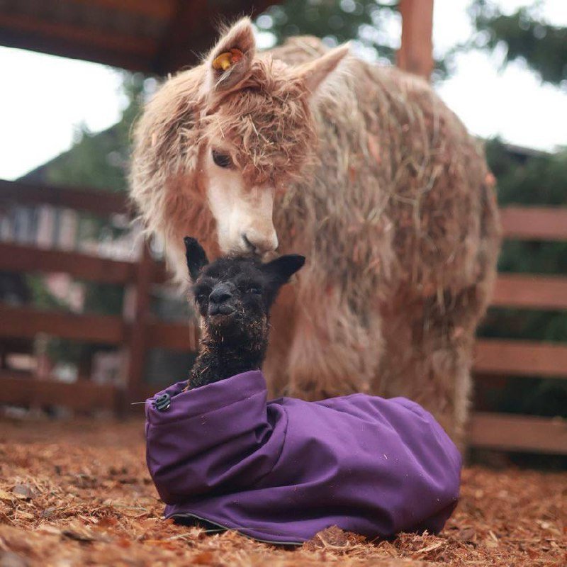 Малышка альпака родилась в Охта Парке