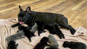 Французский бульдог из Петербурга родила 12 щенков и оказалась в Книге рекордов России.