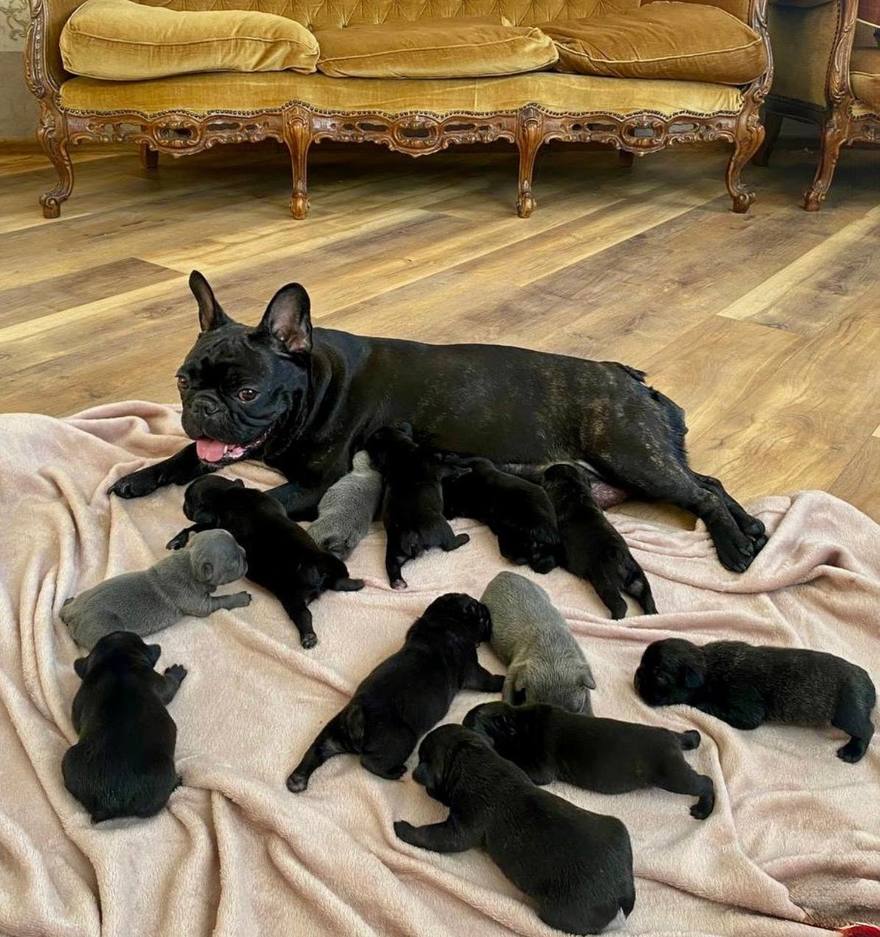 Французский бульдог из Петербурга родила 12 щенков и оказалась в Книге рекордов России.