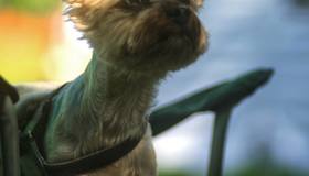 В Петербурге приняли новые правила для владельцев собак