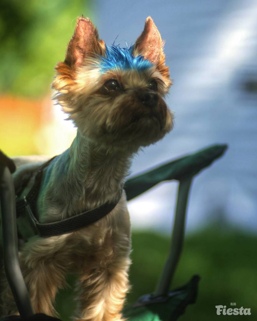 В Петербурге приняли новые правила для владельцев собак