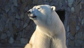 Хаарчана отметит свой девятилетний день рождения в Ленинградском зоопарке 30 ноября