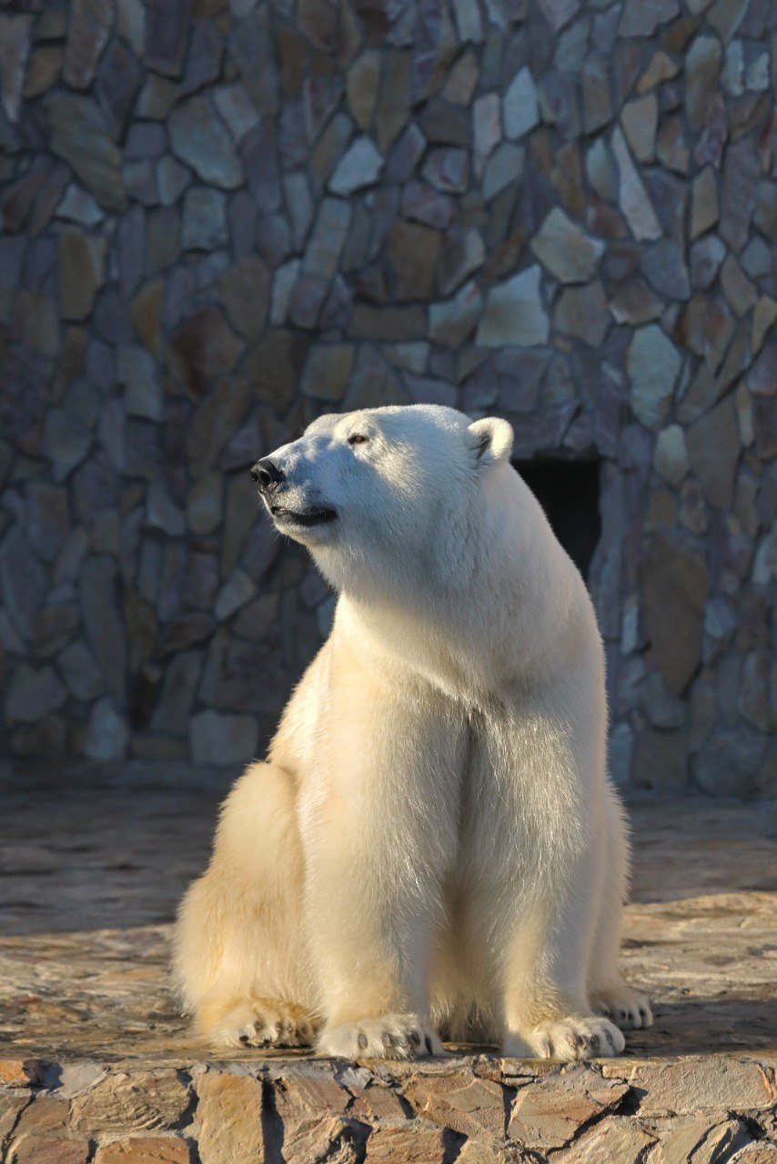 Хаарчана отметит свой девятилетний день рождения в Ленинградском зоопарке 30 ноября