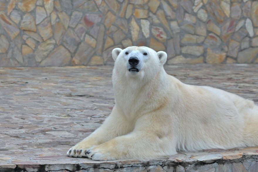 Хаарчана отметит свой девятилетний день рождения в Ленинградском зоопарке 30 ноября