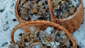 В Ленобласти продолжается грибной сезон