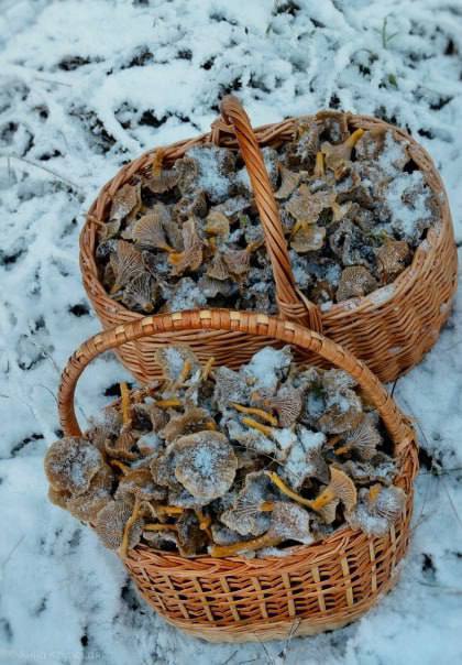 В Ленобласти продолжается грибной сезон