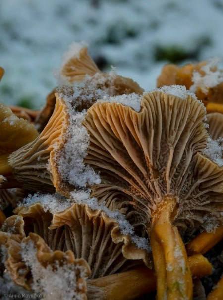 В Ленобласти продолжается грибной сезон