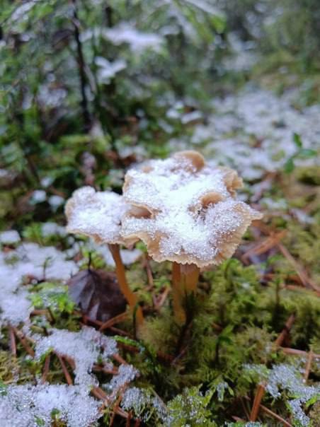 В Ленобласти продолжается грибной сезон