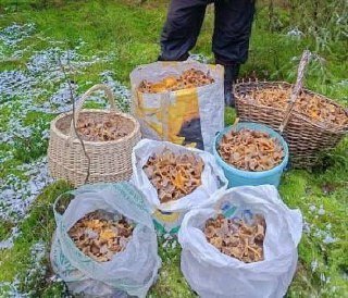 В Ленобласти продолжается грибной сезон