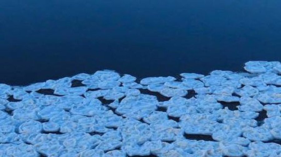 В «Парке Монрепо» заметили редкое природное явление — на воде образовались ледяные «блинчики».