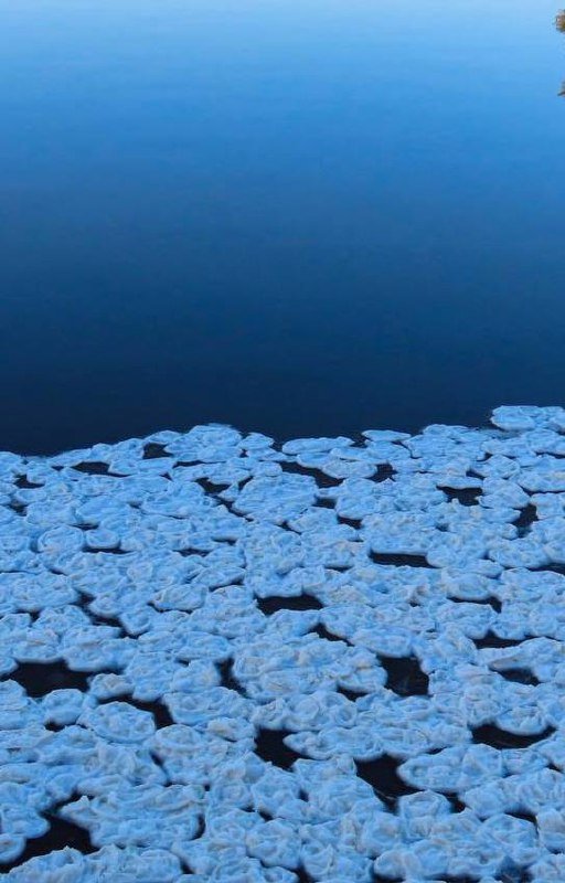 В «Парке Монрепо» заметили редкое природное явление — на воде образовались ледяные «блинчики». 