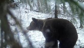 Мишки заканчивают зажировку и готовятся к спячке в Ленобласти.