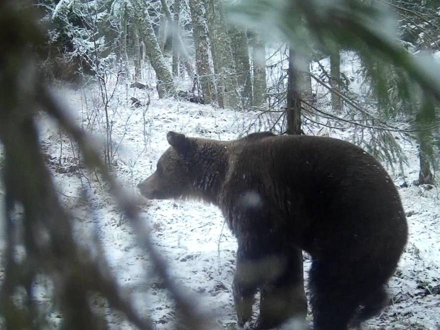 Мишки заканчивают зажировку и готовятся к спячке в Ленобласти.