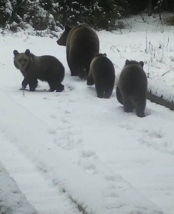Мишки заканчивают зажировку и готовятся к спячке в Ленобласти.
