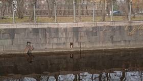 В Кронштадте спасли рыжего кота, который застрял в гранитной облицовке Обводного канала