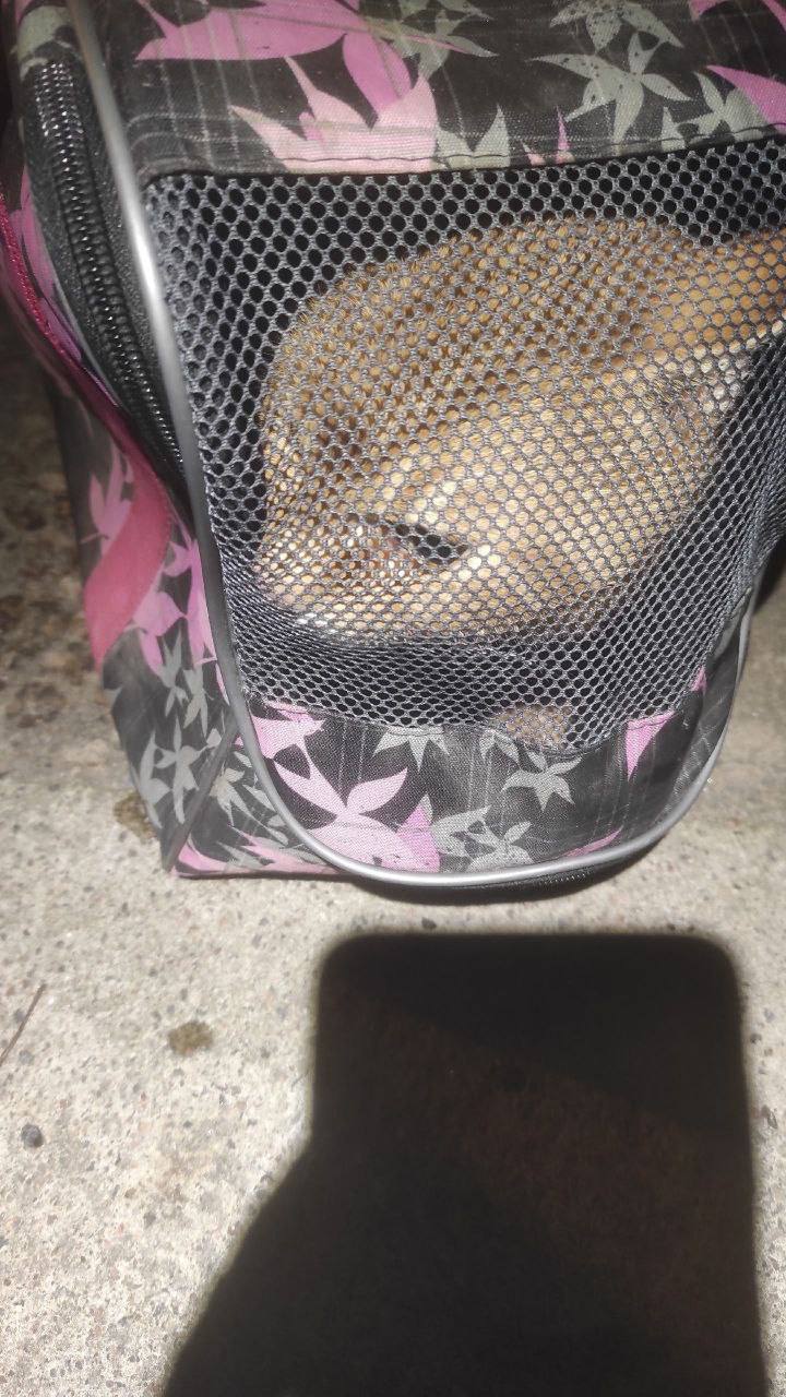 В Кронштадте спасли рыжего кота, который застрял в гранитной облицовке Обводного канала