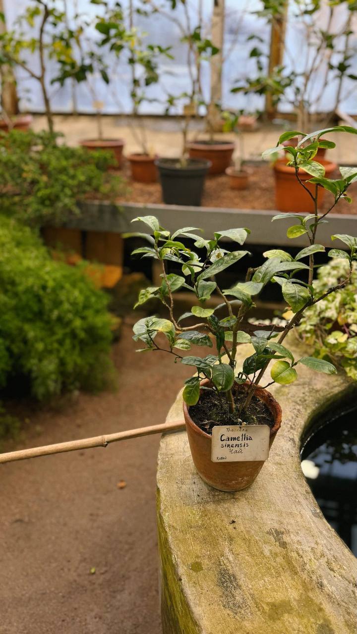 Волонтёр Ботанического сада Петра Великого показала свою расслабляющую работу.