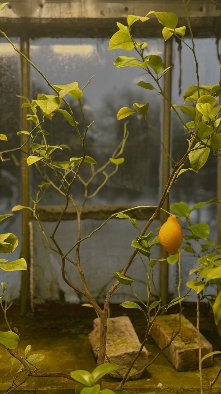 Волонтёр Ботанического сада Петра Великого показала свою расслабляющую работу.