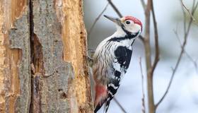 В Петербурге заметили дятла, которого в городе увидеть почти нереально 