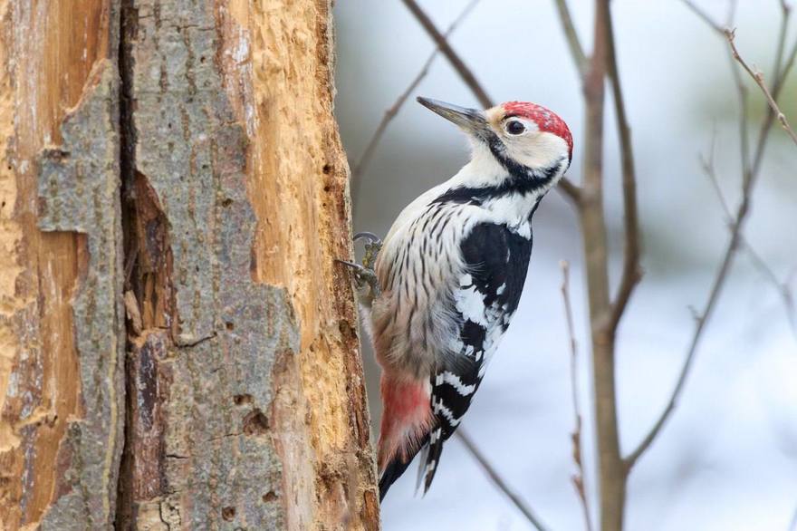 В Петербурге заметили дятла, которого в городе увидеть почти нереально 