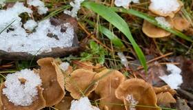 Полную корзину рыжиков собрала петербурженка в гатчинских садах.