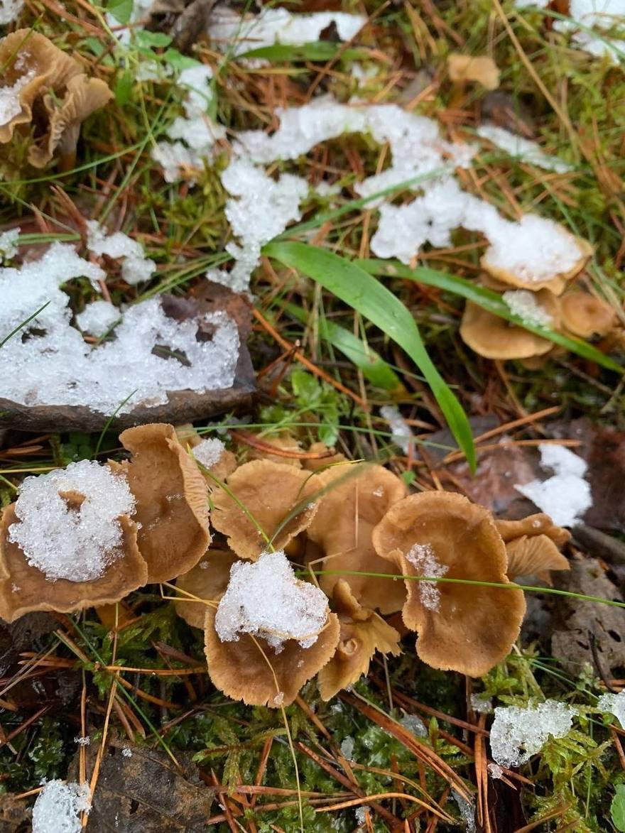 Полную корзину рыжиков собрала петербурженка в гатчинских садах.