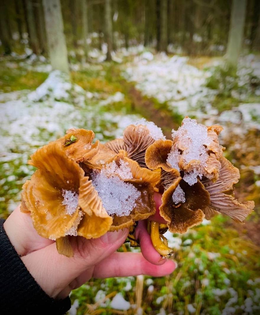Полную корзину рыжиков собрала петербурженка в гатчинских садах.