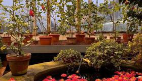 Сезон камелий начался в Ботаническом саду.