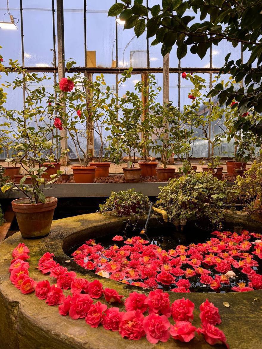 Сезон камелий начался в Ботаническом саду.