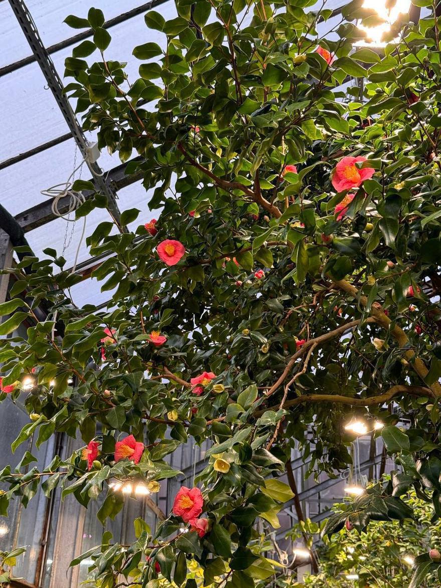 Сезон камелий начался в Ботаническом саду.