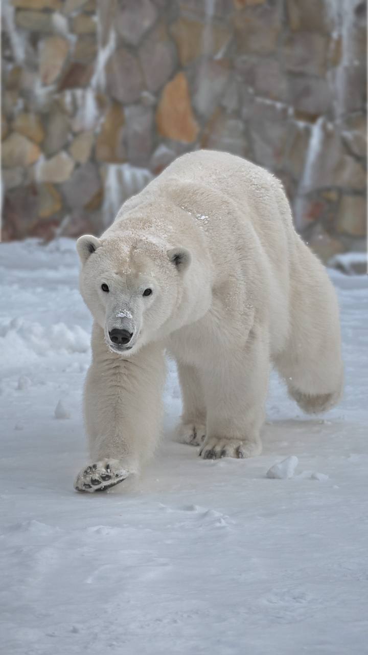 Хаарчаана празднует день рождения. 