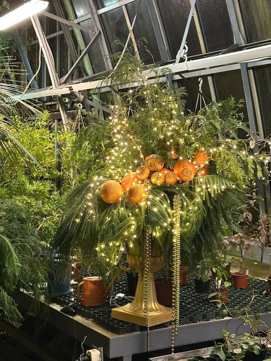 Ботанический сад Петра Великого нарядился к Новому году