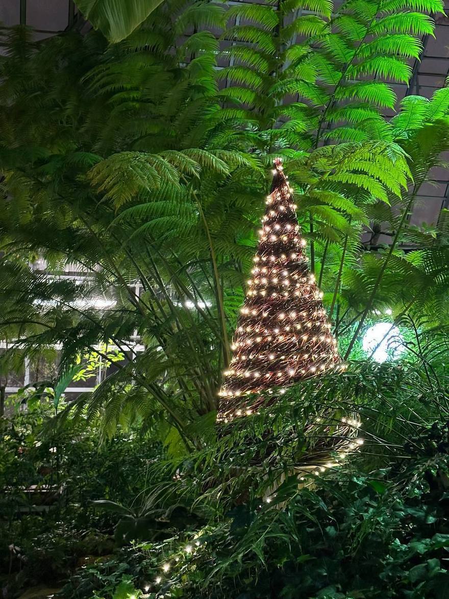 Ботанический сад Петра Великого нарядился к Новому году