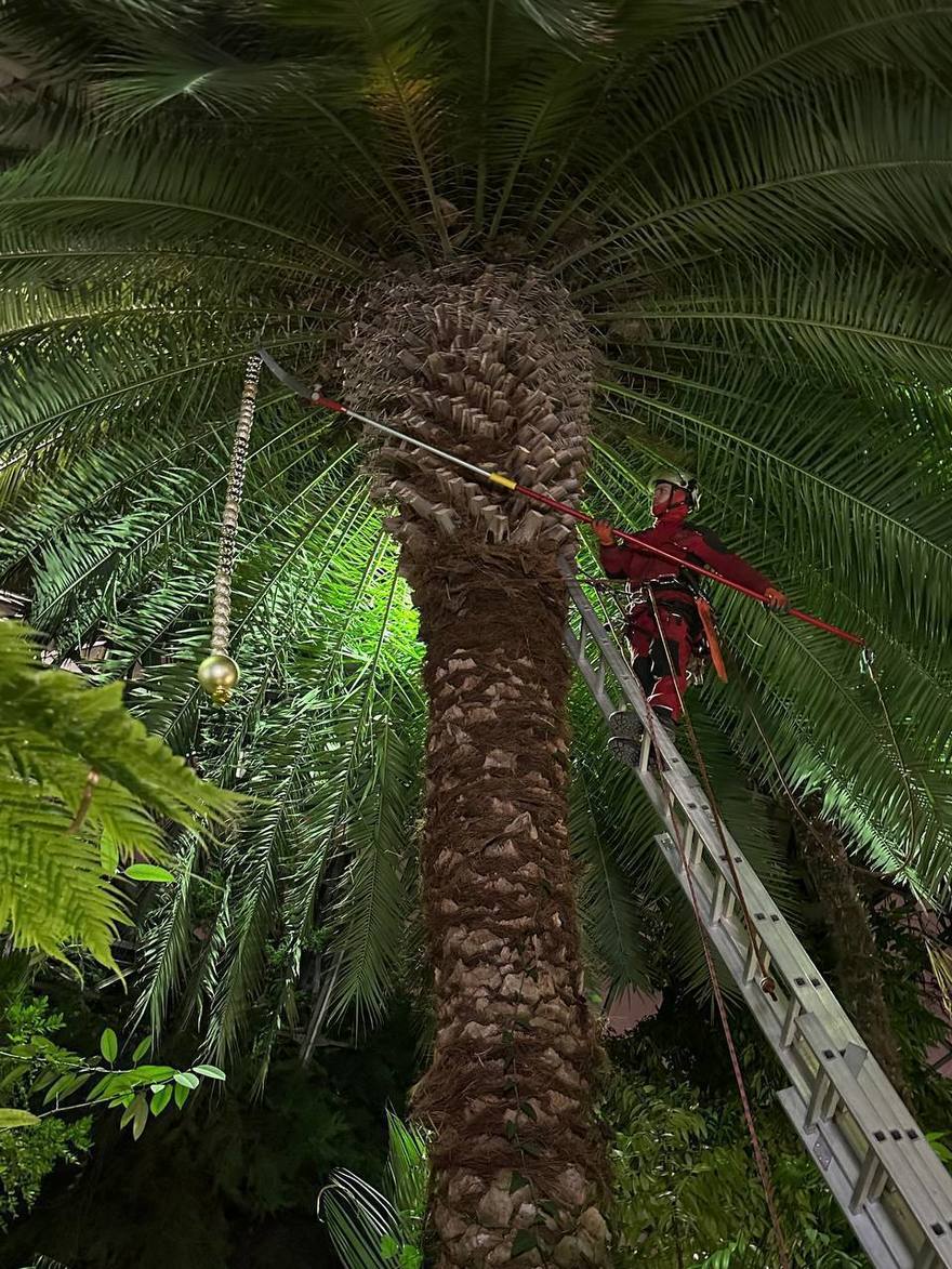 Ботанический сад Петра Великого нарядился к Новому году