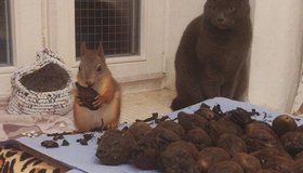 Десятки раненых бельчат уже спасла петербурженка Ксения Артеменко. Этой деятельностью она начала заниматься 4 года назад, когда в ЦПКиО нашла бельчонка с поврежденной лапкой.