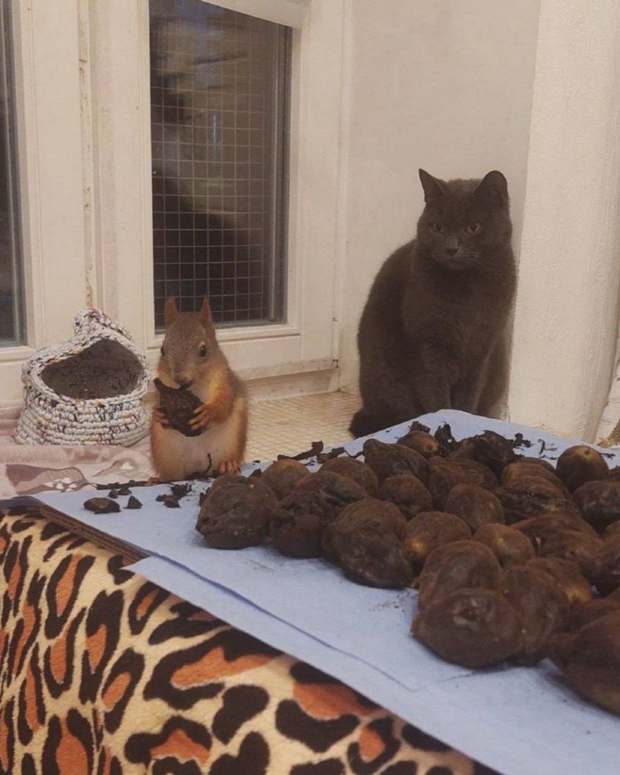 Десятки раненых бельчат уже спасла петербурженка Ксения Артеменко. Этой деятельностью она начала заниматься 4 года назад, когда в ЦПКиО нашла бельчонка с поврежденной лапкой.