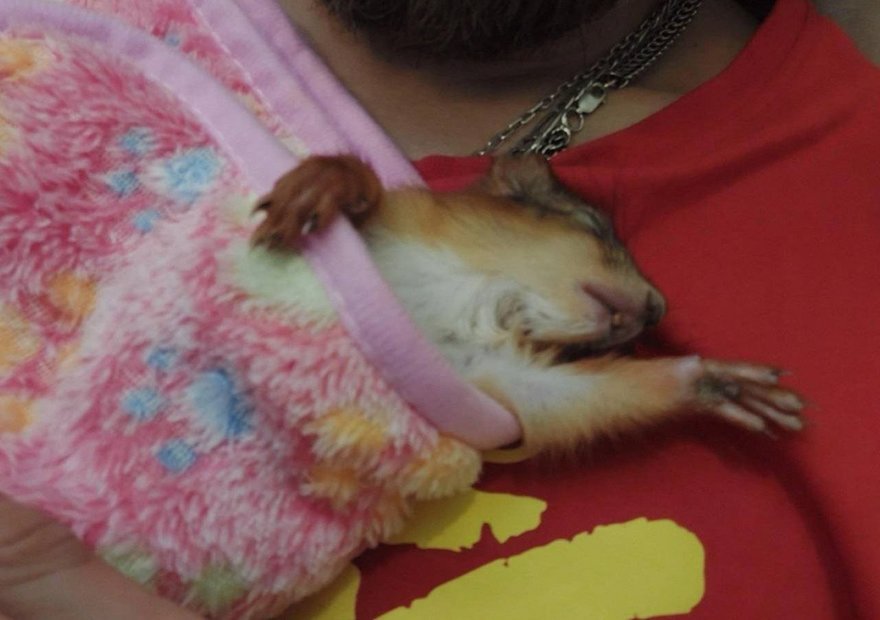 Десятки раненых бельчат уже спасла петербурженка Ксения Артеменко. Этой деятельностью она начала заниматься 4 года назад, когда в ЦПКиО нашла бельчонка с поврежденной лапкой.