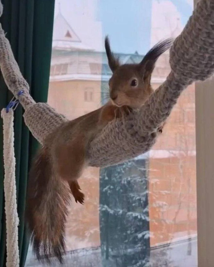 Десятки раненых бельчат уже спасла петербурженка Ксения Артеменко. Этой деятельностью она начала заниматься 4 года назад, когда в ЦПКиО нашла бельчонка с поврежденной лапкой.