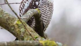 Редкую ястребиную сову заметили в одном из парков Петербурга.