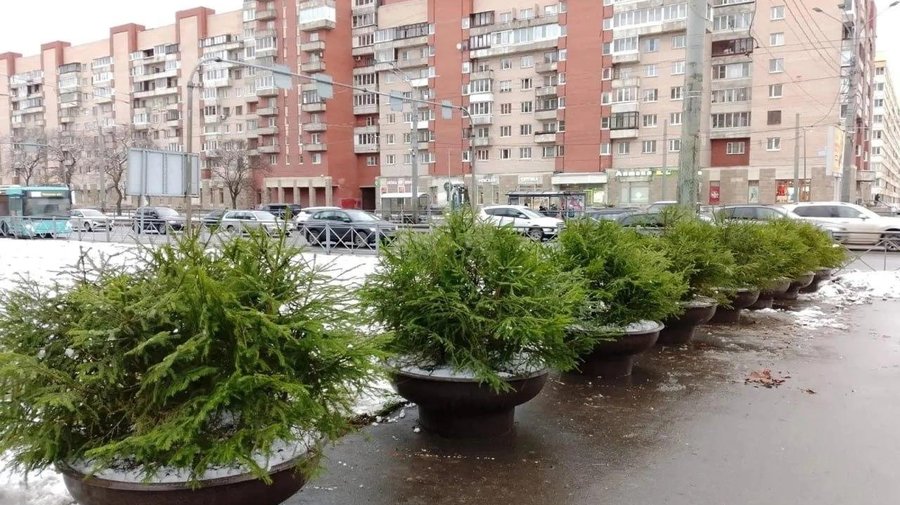 Ёлочки заполоняют улицы Петербурга — они появились на Невском, Каменноостровском и Ленинском проспектах и не только.