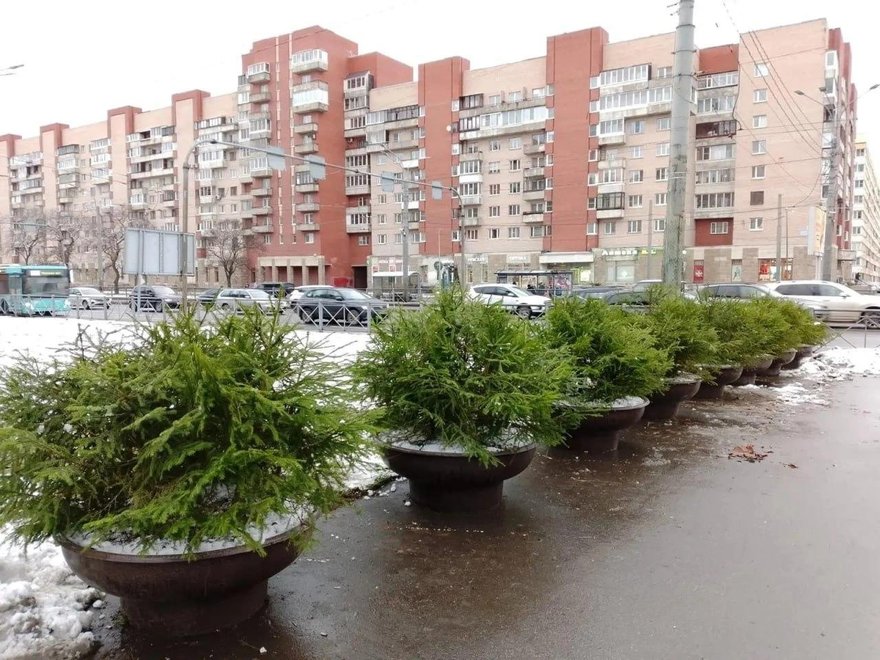 Ёлочки заполоняют улицы Петербурга — они появились на Невском, Каменноостровском и Ленинском проспектах и не только.